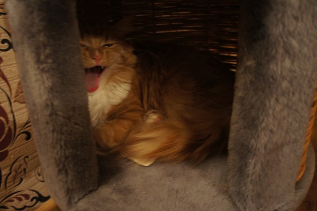 Котовторник 26.03.2013