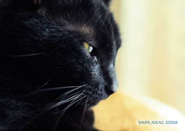 Котовторник 16.04.2013