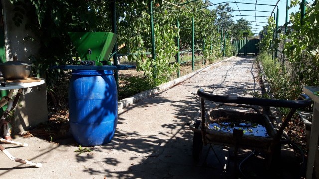 Мифы о вине