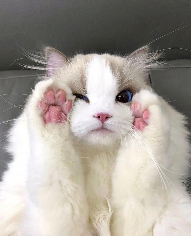 Кошачьи выкрутасы