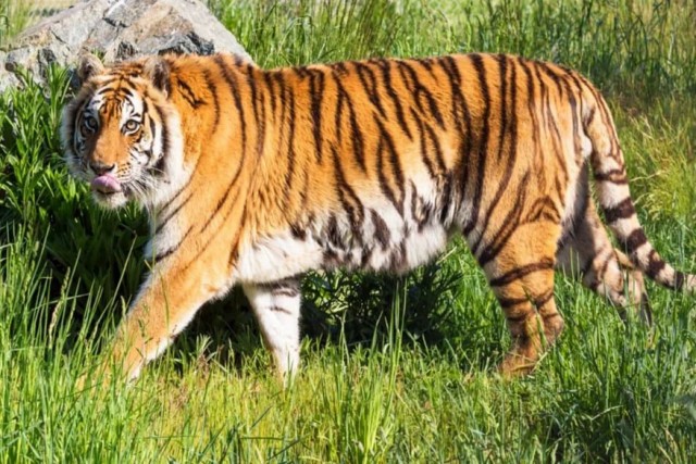 Откуда у котов курдюк и зачем он нужен?