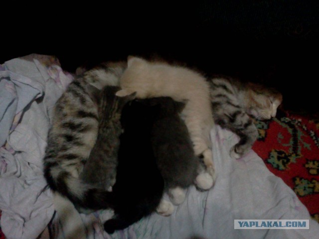 Котовторник  07.05.2013