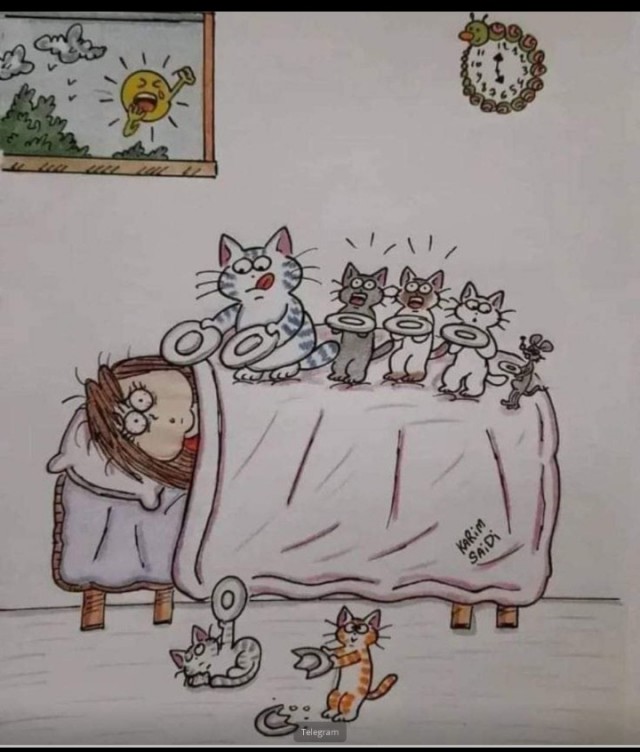 Жизнь домашнего приюта "Котоленд" 426