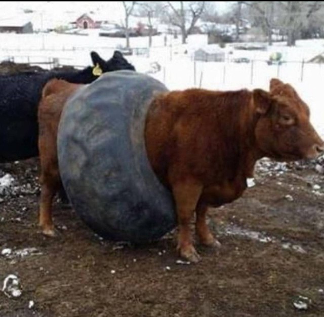 ЗОЖ убивает