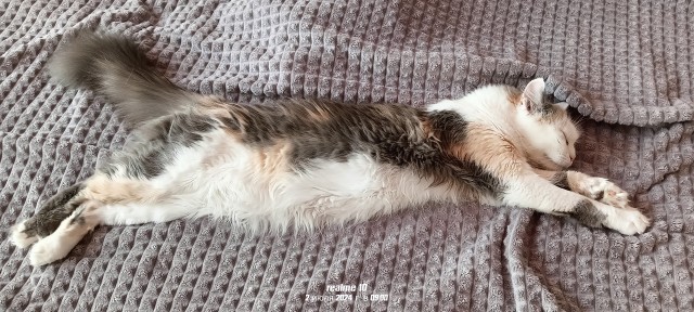 Подкидыш к котовторнику