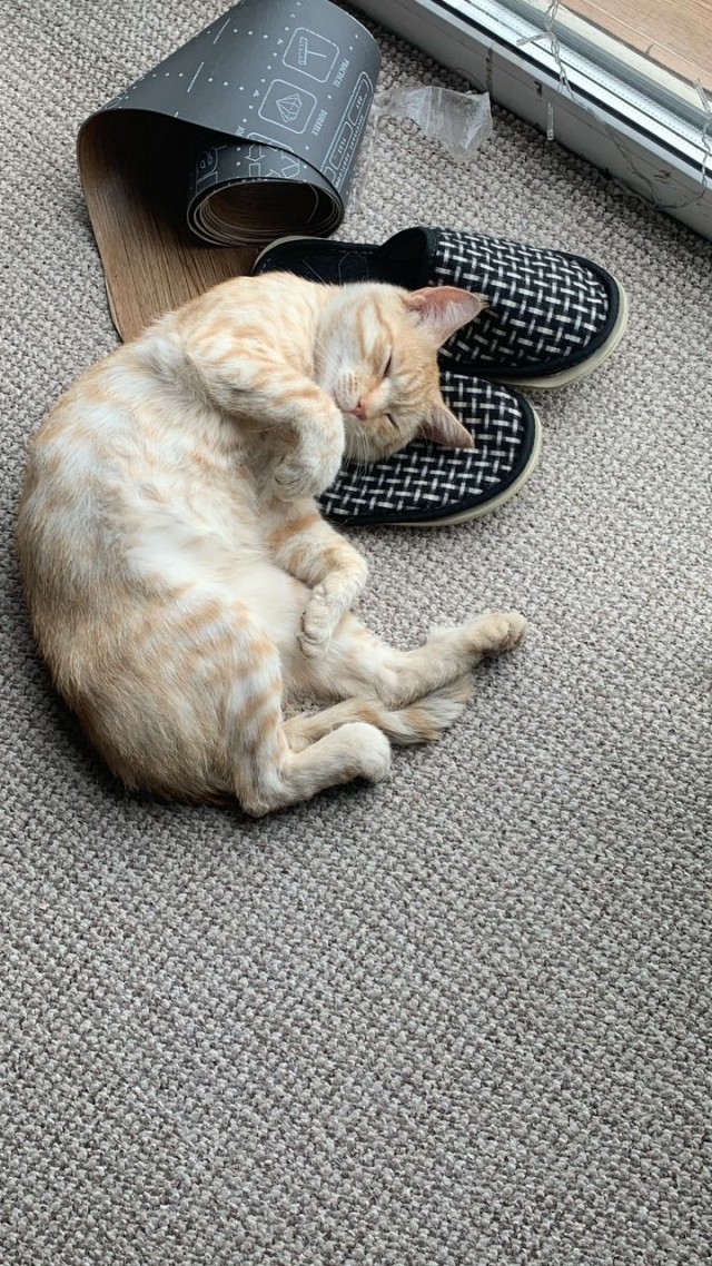 Котовторник, от мала до велика