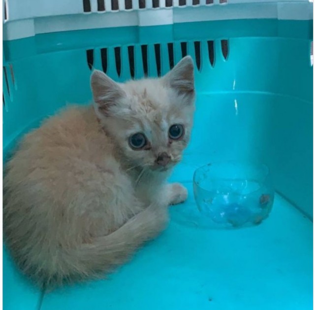 Иногда из персика вырастает...