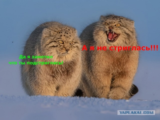 Так себе картинки 09.02.25