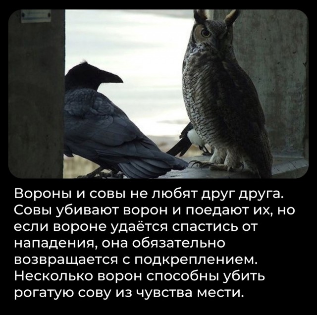 Всячина