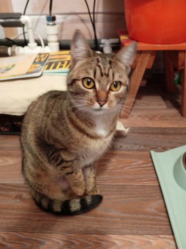 Котовторник продолжается