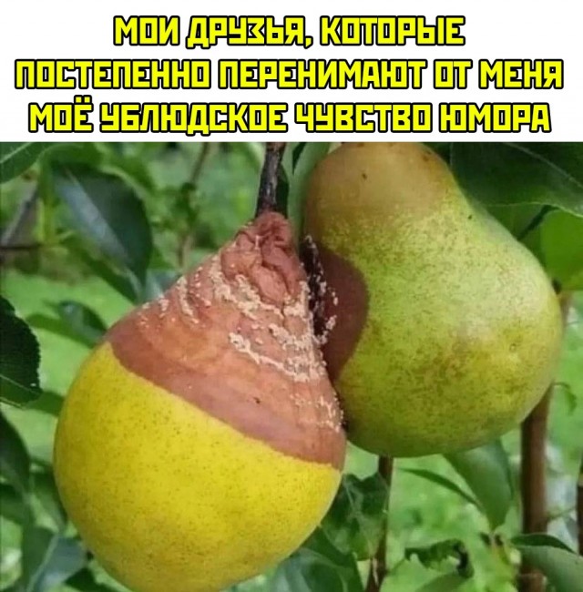 Весёлый полтишок 04.06.2025
