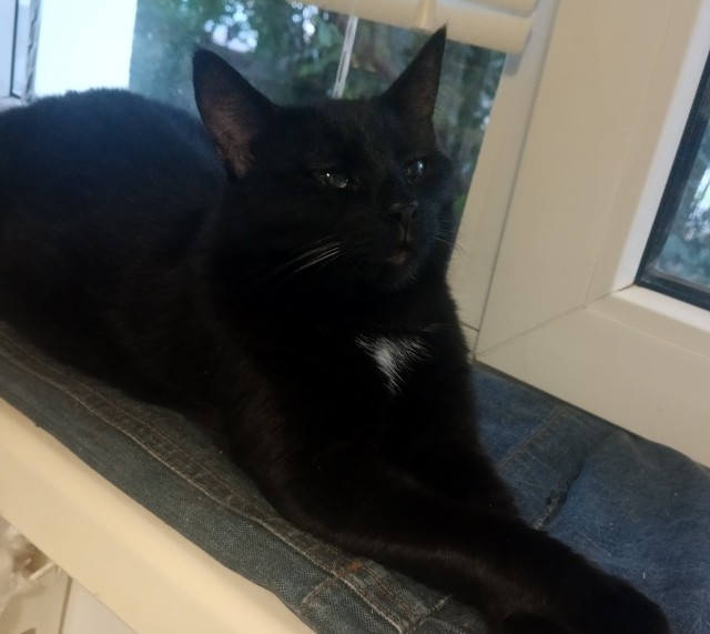 Чёрный котовторник