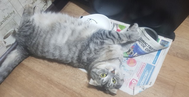 Балдеж кота