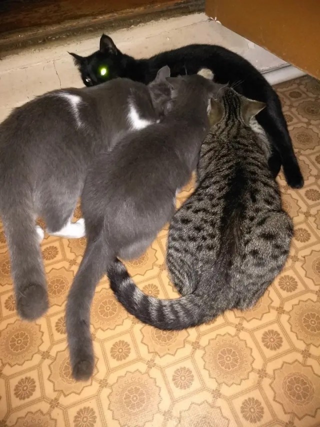 Нужен совет новому кошатнику!