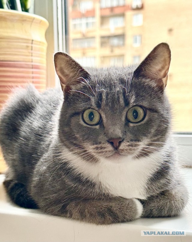 Котовторник Красавица кошка ищет дом