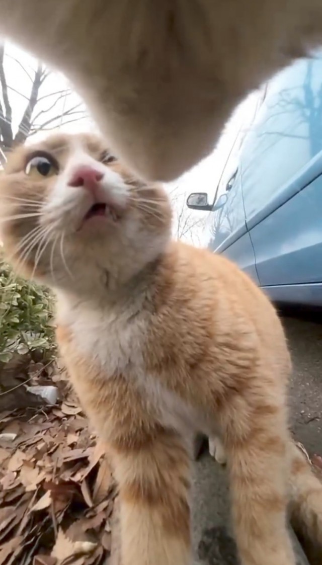 Дворовладелец