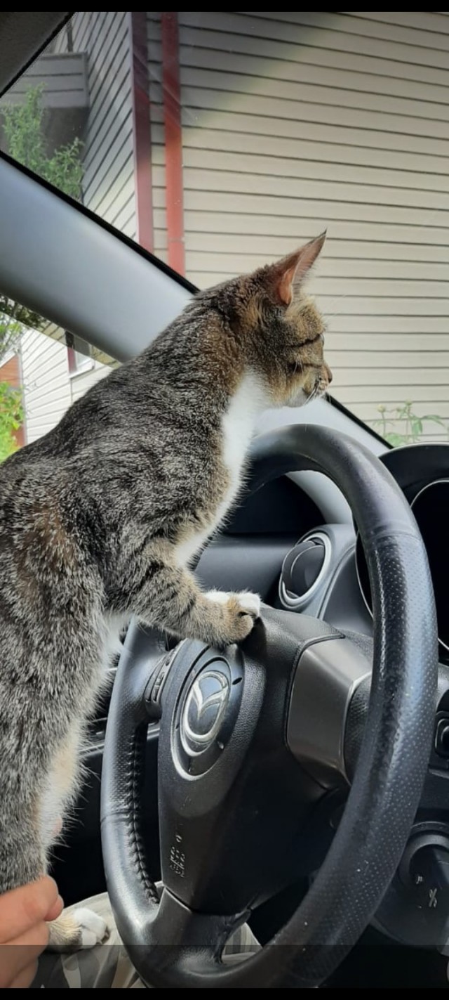 Добрый мужик приютил двух котят⁠. Ну как приютил, у него выбора не было просто