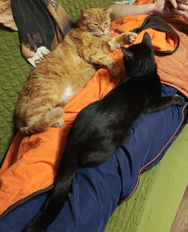 Продолжаем котовторник.