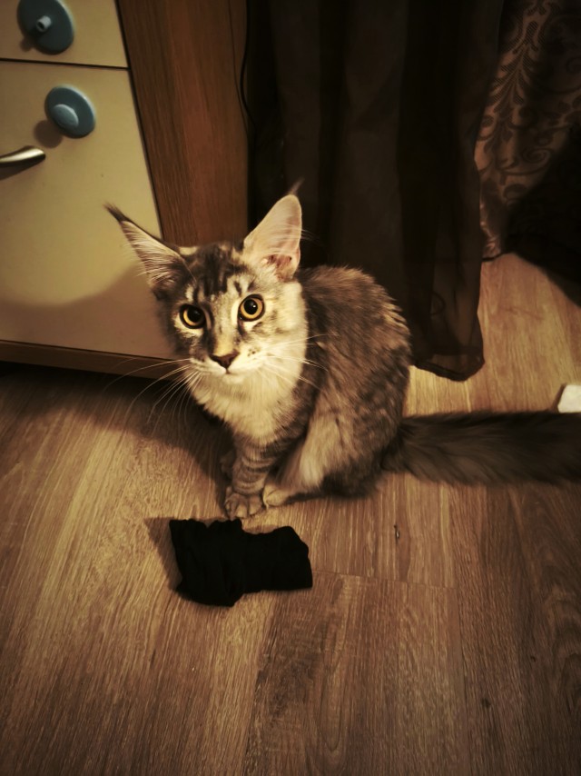 Наши коты