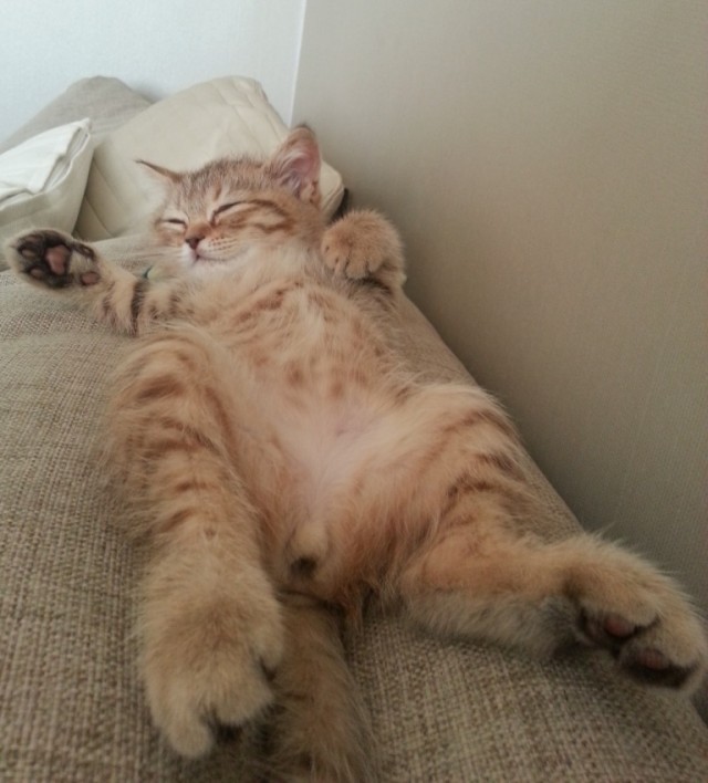 Невыразительные коты
