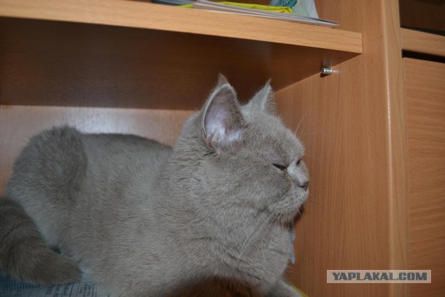 Выставка кошек.