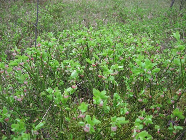 Собираем весенние грибы