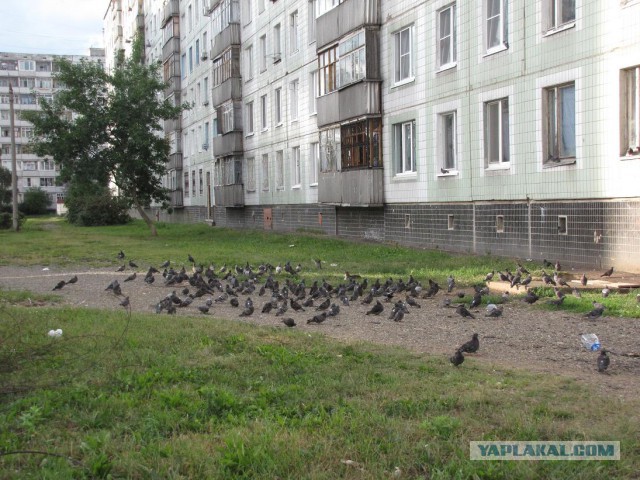 Кот, который унижает пернатых