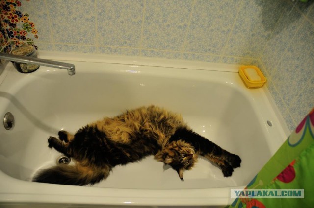 Котовторник 26.08.14.