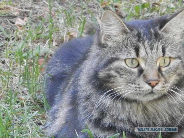 Котовторник 7.10.2014