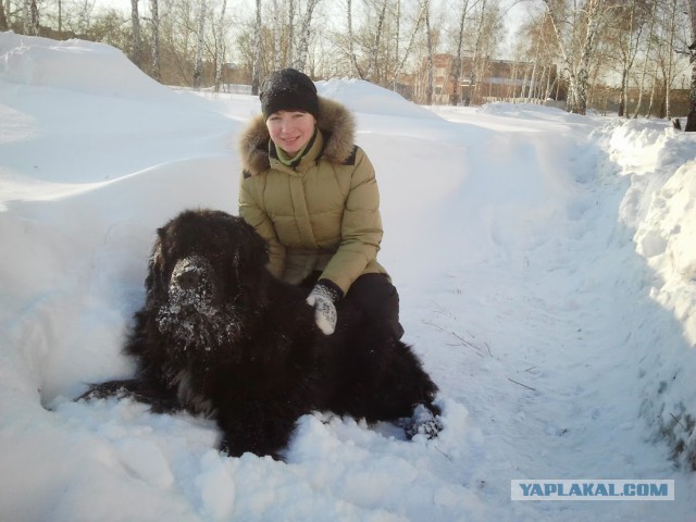 Собакочетверг..