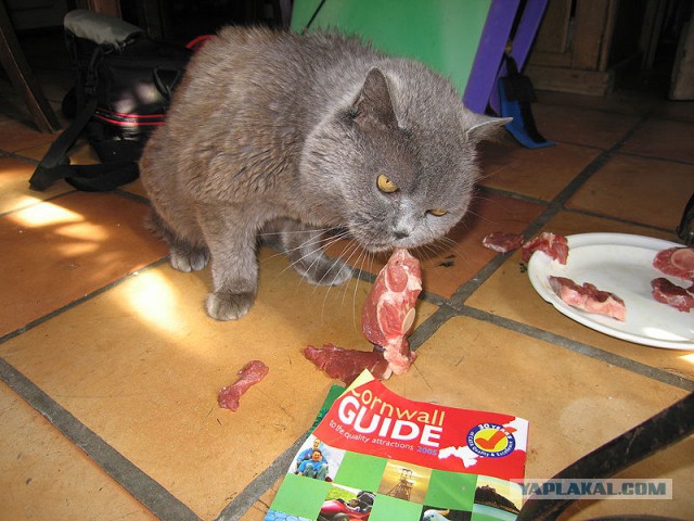 Кошачий Hardcore