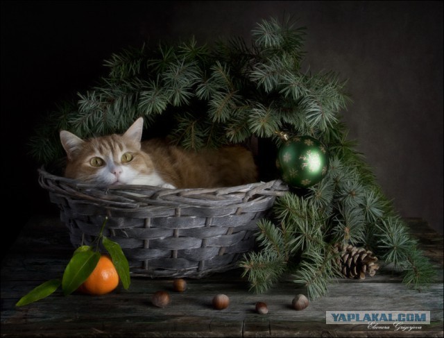 Котовторник 06.01.2015