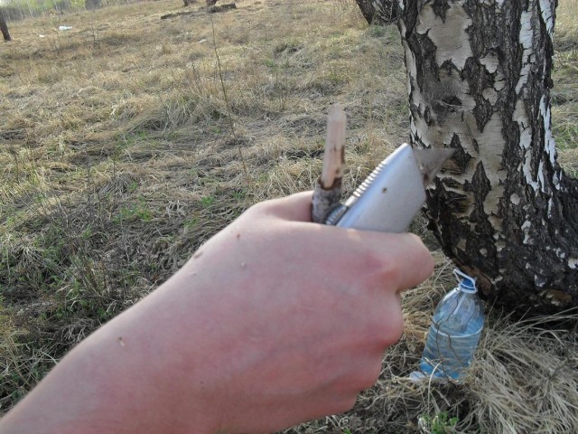 Сбор березового сока