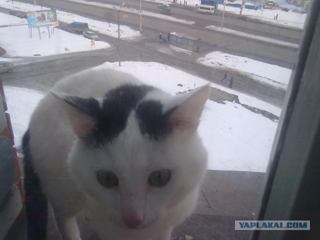 Котовторник 31.03.2015