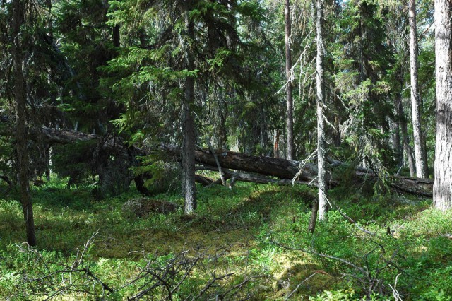Деревенская Америка