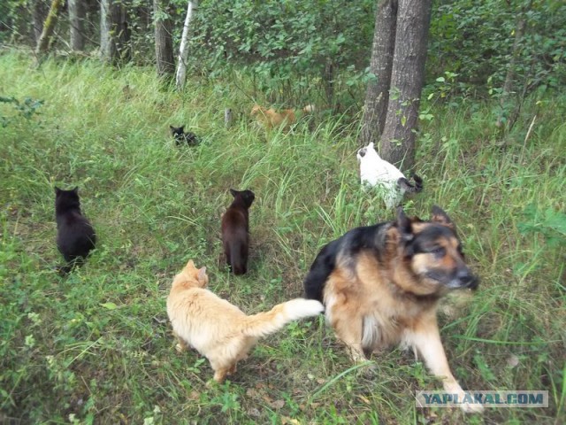Жизнь домашнего приюта для котеек 72
