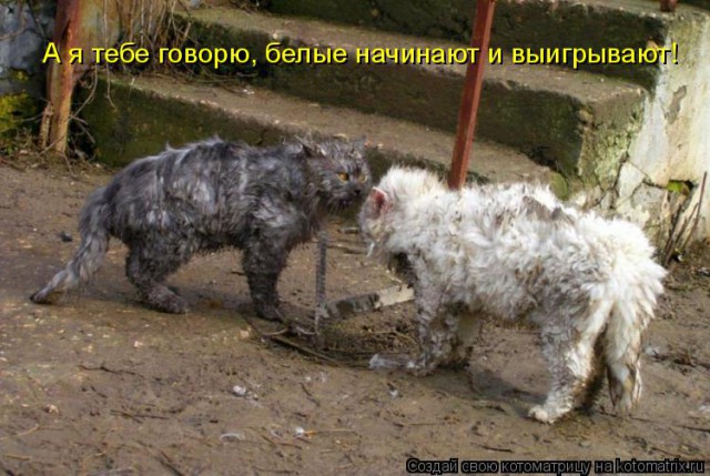 Заруба пауэрлифтера и воркаутера!