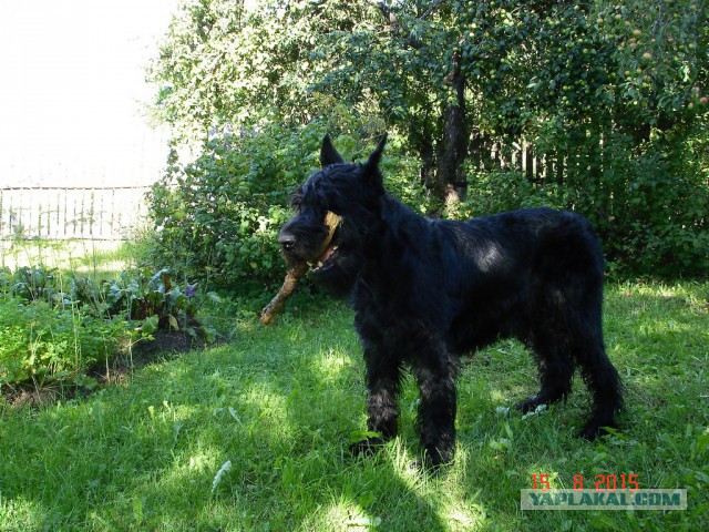 Припозднившийся собакочетверг
