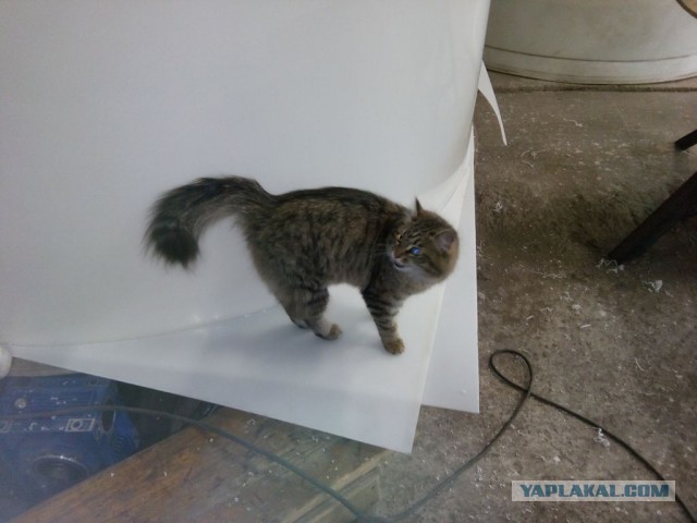 Котовторник 13.10.2015