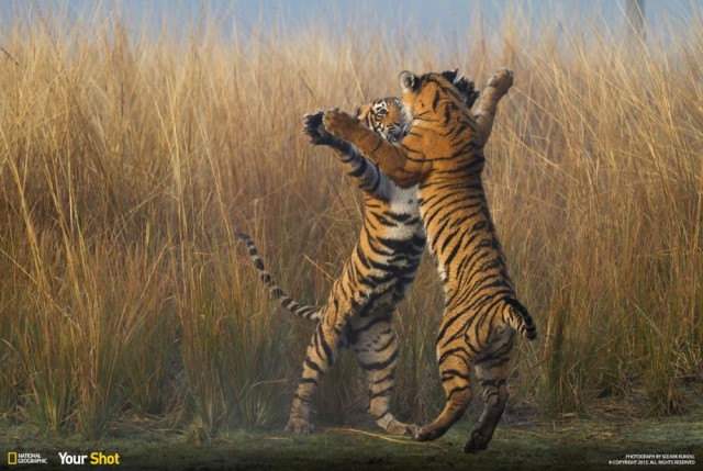 Лучшие фотографии National Geographic 2015