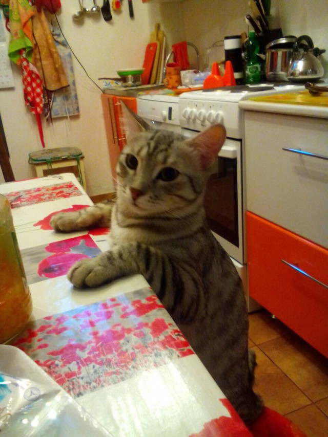 Котовторник