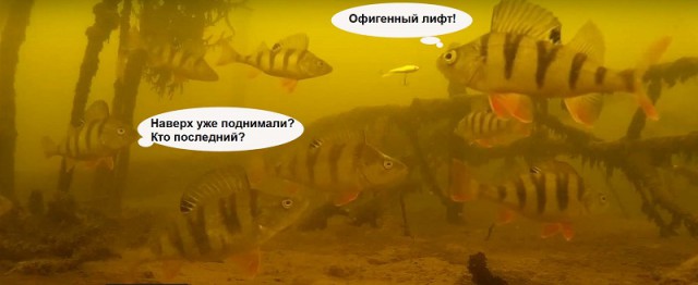 Окунь. Подледная съемка