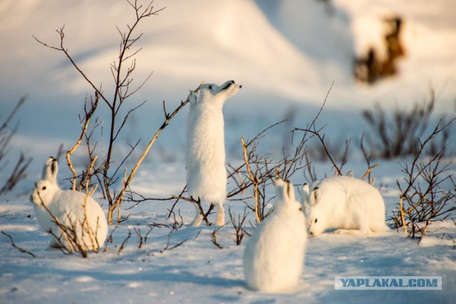Я узнал, что у меня есть огромная семья