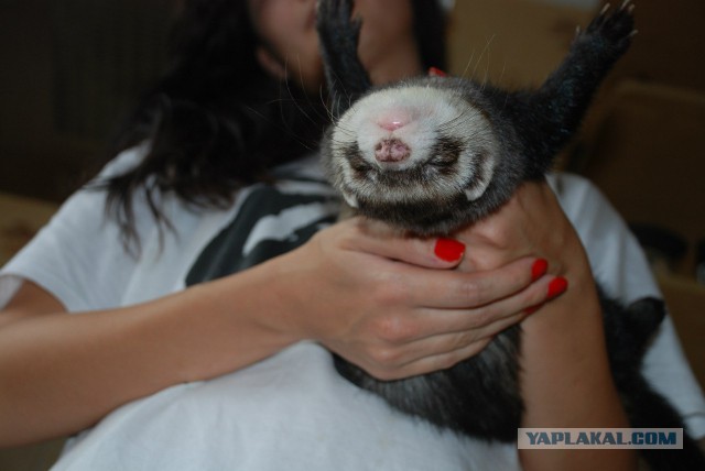 Мимимишности пост