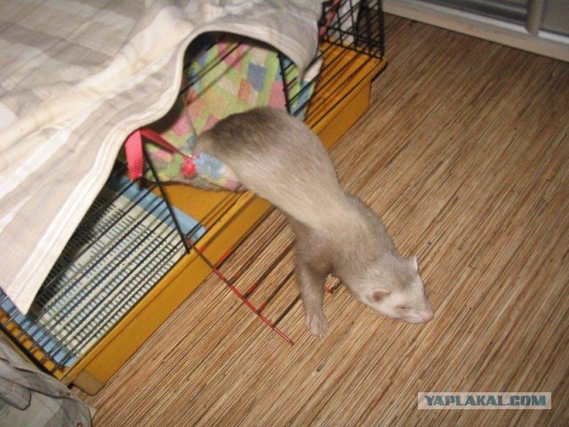 Мимимишности пост