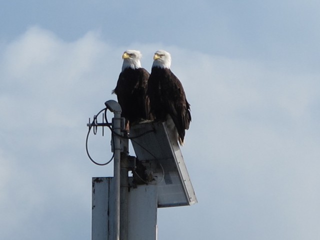 Бывает выйдешь на балкон, а тут такая птичка тебя дожидается