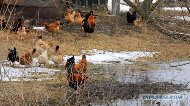 Сельскохозяйственный эксперимент ч. 5