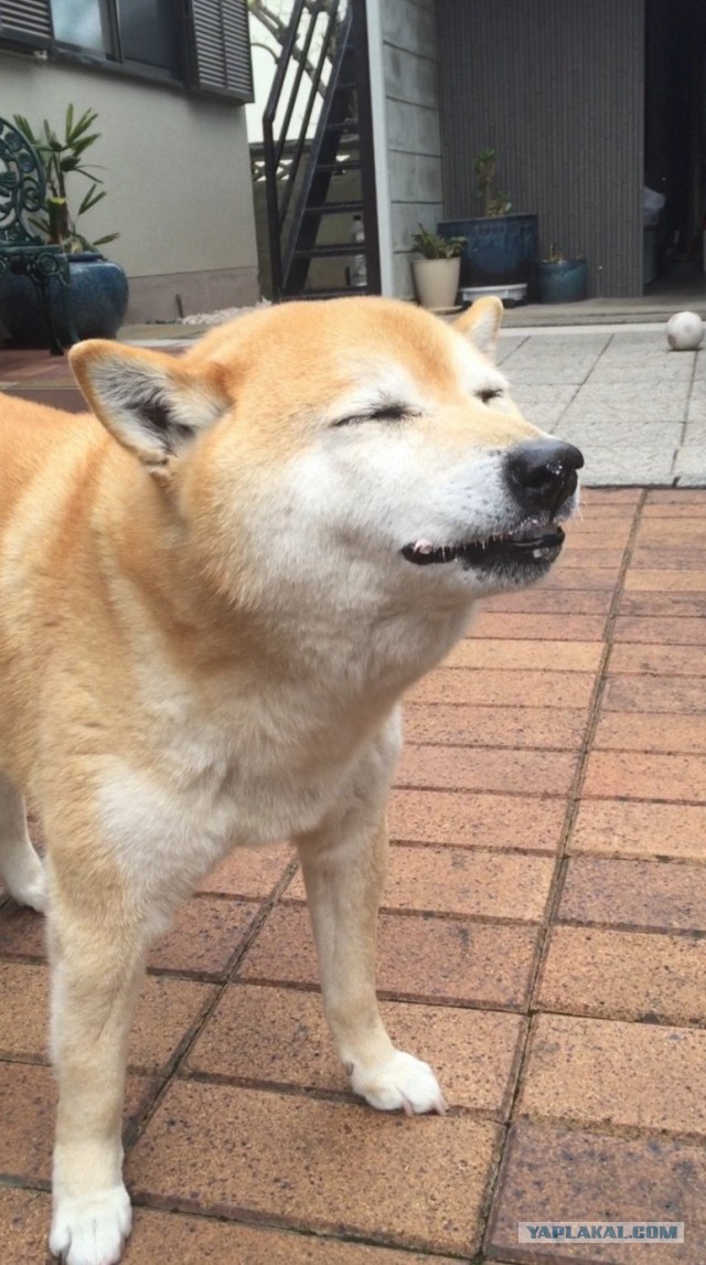 Субботняя подборочка картинок