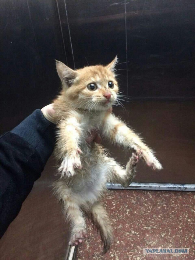 Минутка доброты на ЯПе