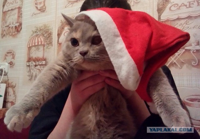 Ваши фотки котов на телефон